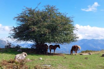 actividades (43)